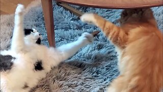 Mainecoon Cats Battle Royale