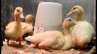 Pekin Ducklings Playing around and Drinking water