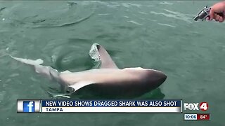 New shark dragging video surfaces in Tampa Bay