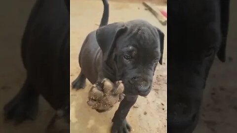 Cute Napolitan mastiff Puppy #shorts #doglover