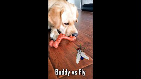 Labrador Dog vs House Fly | Makhi aur Buddy ki Ladai | Funny Dog Video