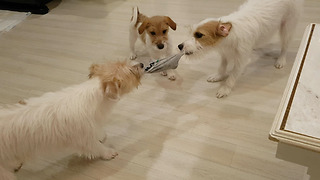 3 Jack Russell Tug of War