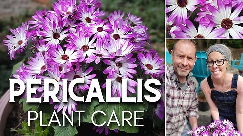 🌸 Pericallis Plant Care | Senetti Magenta Bicolor 🌸