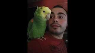 Amazon Parrot Gives The Greatest Rendition Of 'O Sole Mio' You Will Ever Hear