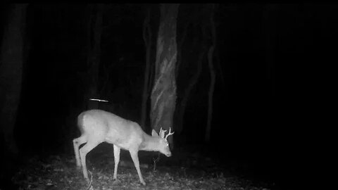 Camera at my deer stand