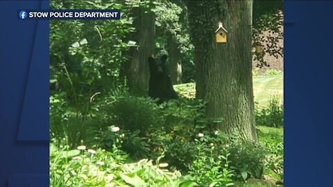 Bear sighting in Stow follows others nearby; police urge precautions as it 'continues on its journey'