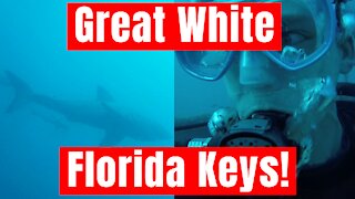 Great White Shark in the Florida Keys