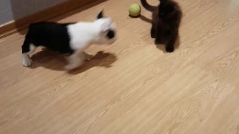 Friendly Puppy Invites Shy Kitten To Play By Starting A Chase