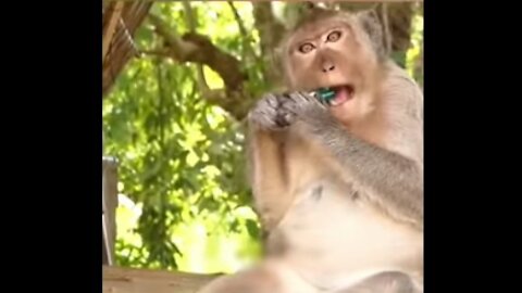 Monkey funny video, comedy monkey