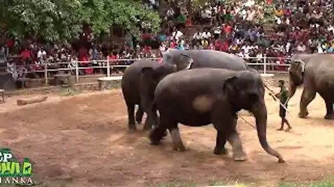 elephants dance in a srilanka zoo