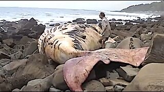 DEAD WHALE