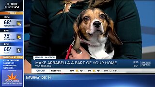 Rescues in Action Dec. 15 : Arrabella is a beauty