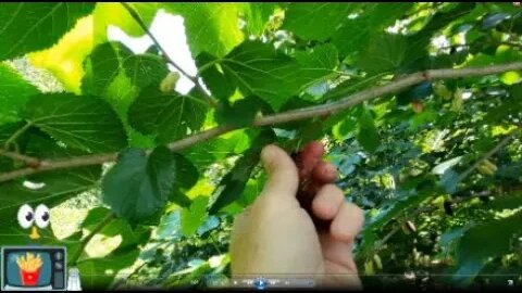 How to pick mulberries like a pro👈🏼🍟📺👍