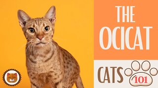 🐱 Cats 101 🐱 OCICAT CAT - Top Cat Facts about the OCICAT