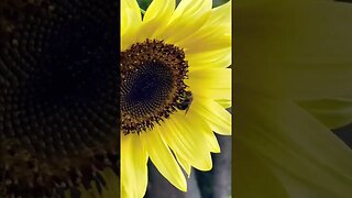 Bumblebee on a Sunflower 🌻