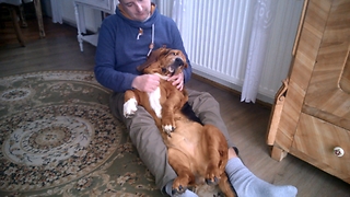 Basset Hound relaxes with his dad.