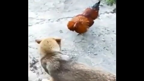 Play animal funny 😹 video