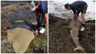 Sankari pelastaa kalliolle rantautuneita kaloja