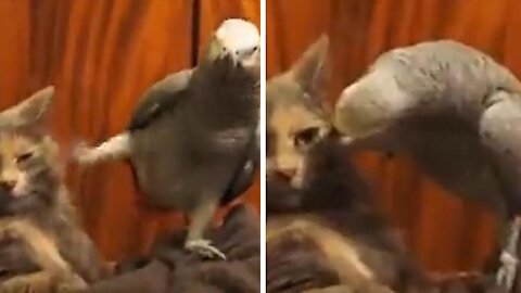 Funny Parrot Annoys A Cat
