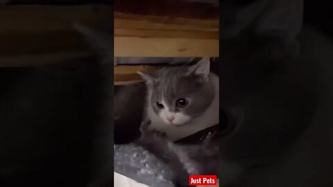 Nothing to see here #cute #tiktok #funnyanimals #funnyvideos #cat