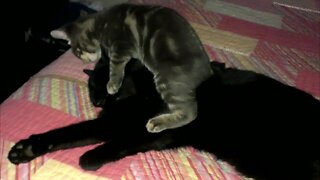 Kitten Makes Bad First Impression on Older Cat
