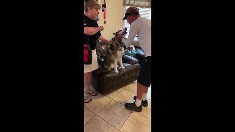 Husky literally screams in excitement when owner's parents visit