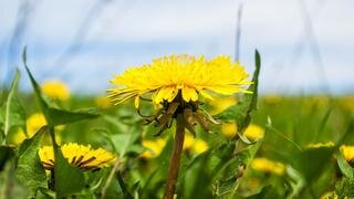 The Power Of Dandelions