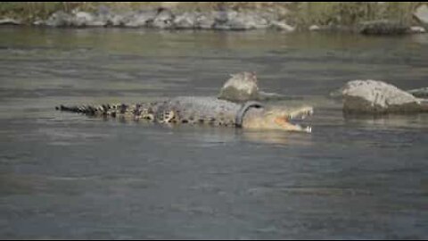 Crocodile has been stuck in a tire for two years