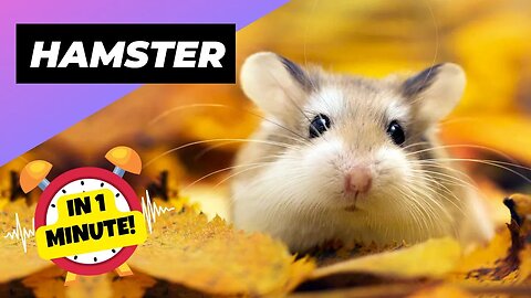 Hamster - In 1 Minute! 😭 Why They Eat Their Babies? | 1 Minute Animals