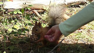 Squirrel, coming for a pine cone