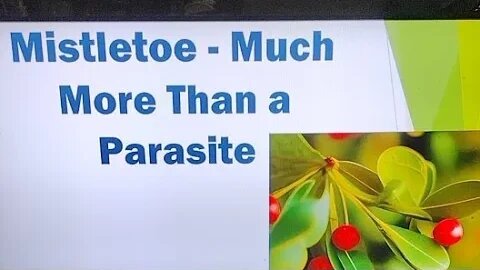 Mistletoe - Parasite - Medicine - All Around Good Guy #Healthy #Plants