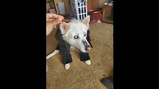 Blind Husky Dog has a very unique way of eating