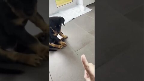 Rottweiler Puppies Are So Smart