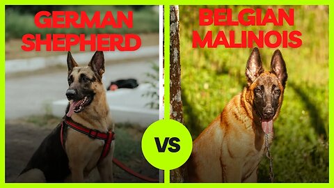 German Shepherd Dog VS Belgian Malinois.