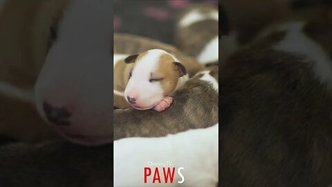 #PAWS - Squirmy Puppies