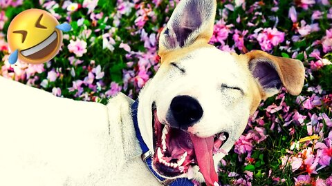 TOP 10 FUNNIEST DOG Videos #4 🐶🤣 | Dog Lovers | Funny Pet Videos | SHORT & FUNNY Videos