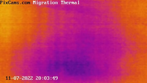 Nocturnal flocks migrating 11/7/2022 @ 20:03