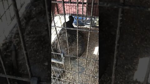 Caught a goanna trying to eat chickens