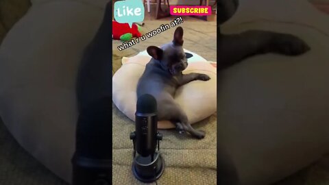 Cute funny pug farts in this Shure SM7B microphone while sleeping #shorts