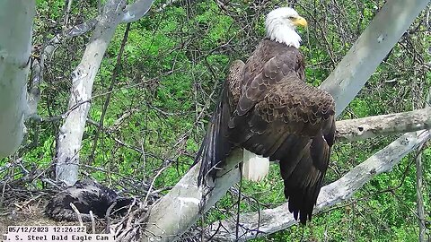 USS Bald Eagle Cam 1 5-12-23 @ 12:26 Claire Heraldic pose and right wing stretch