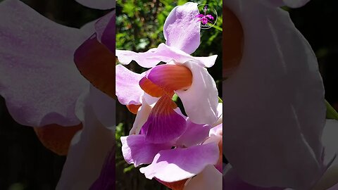 🏖️A TASTE of PARADISE🏝️🌸 Papilionanthe teres var. Andersonii Orchid Blooms #ninjaorchids #shorts