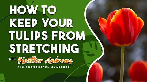 How to Keep your Tulips from Stretching with Heather Andrews