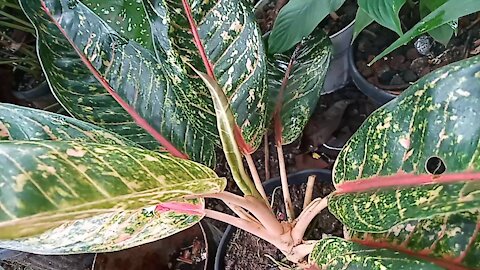 Beautiful Aglonema flower