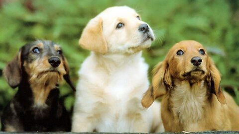 Dogs and Cute Puppy Mood Booster with Happy Ambient Music