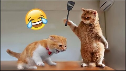 Funniest Cats and Dogs 🐶🐱 | Funny Animal Videos