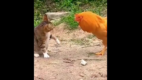 Stop laugh if you can.. kung fu vs Karate cock