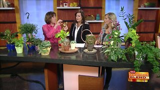 House Plants 101 with The Plant Doctor