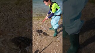 Mating Horseshoe crabs!💕