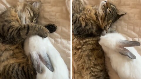 Kitten and bunny preciously cuddle underneath blanket