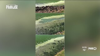 Blue- Green Algae in Bonita Springs raises concerns